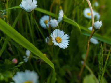 Küçük beyaz papatya çiçeği 