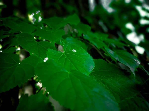 Folhas Verdes Fechar — Fotografia de Stock