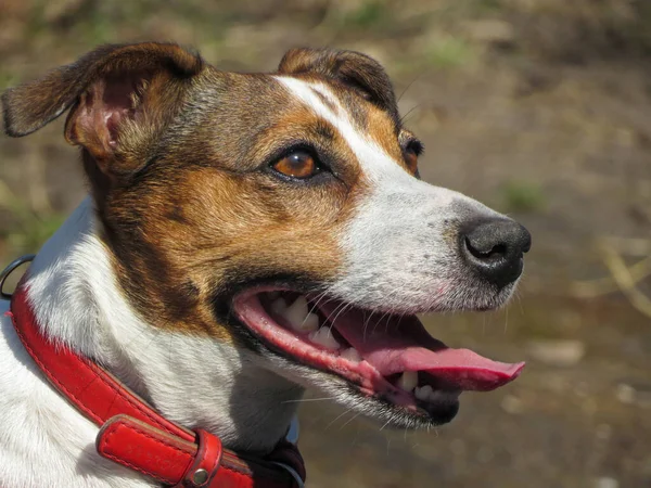 Jack Russell yaklaş, namlu ağzı. Köpek gülümsüyor 