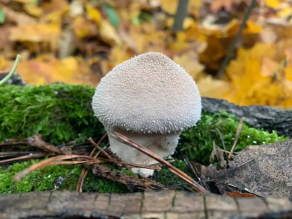 Den Vita Svampen Skogen — Stockfoto