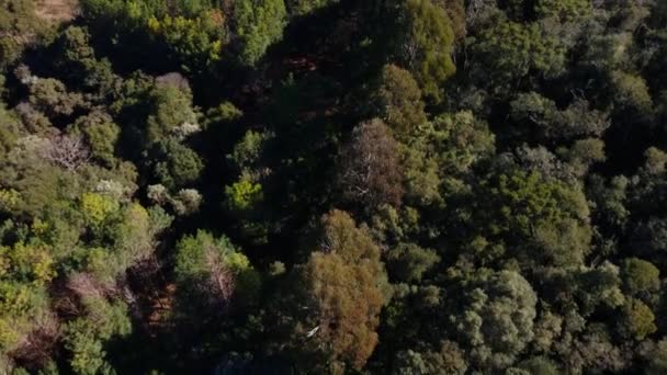 用无人机拍摄的空中图像 在森林中重新造林的松树和桉树 开始为木材业伐木 — 图库视频影像