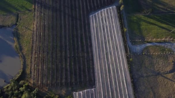 Vista Superior Capturada Com Drone Cultura Com Plantação Maçã Ameixa — Vídeo de Stock