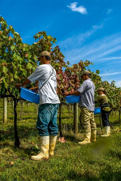 Agricultor Que Colhe Uvas Cabernet Sauvignon Vinha Uma Vinha Santa — Fotografia de Stock
