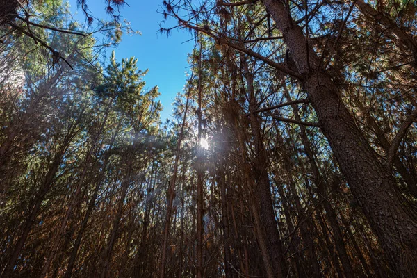Reflorestação Pinus Elliot Dentro Uma Fazenda Luz Sol Final Tarde — Fotografia de Stock