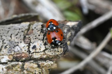 doğada uğur böceği