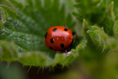doğada uğur böceği