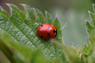 doğada uğur böceği