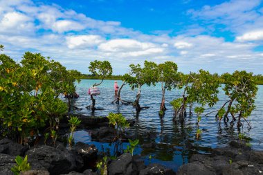 Mauritius Adası 'ndaki mangrov ağacı.