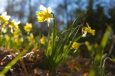 Fontainebleau Ormanında nergis