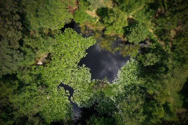 Su zambakları ile fontainebleau ormanında bir gölet üzerinde hava manzarası
