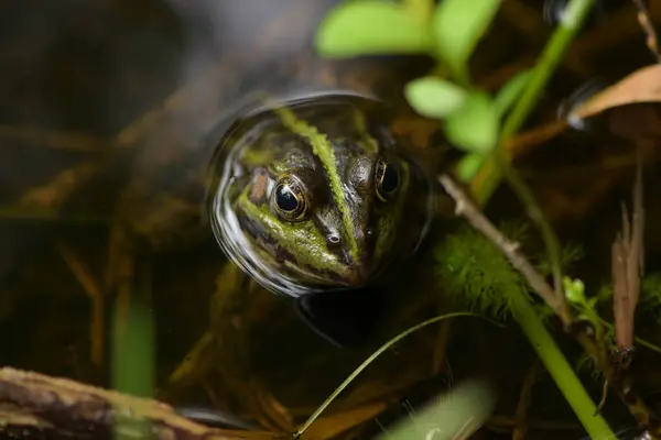 Rana Verde Superficie Del Agua Estanque Bosque Fontainebleau —  Fotos de Stock