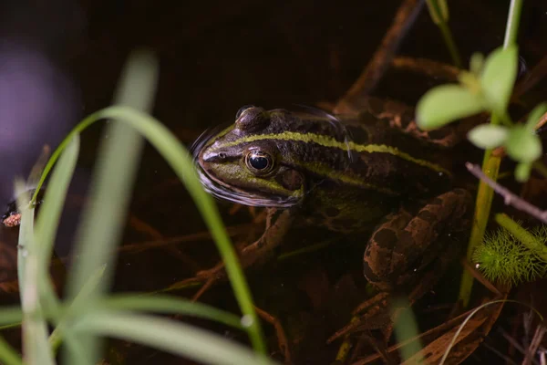 Grüner Frosch Der Wasseroberfläche Einem Teich Wald Von Fontainebleau — Stockfoto