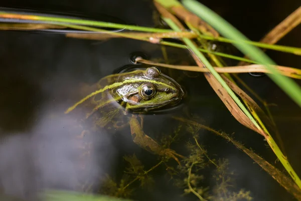 Rana Verde Superficie Del Agua Estanque Bosque Fontainebleau — Foto de Stock