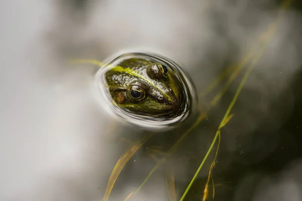 フォンテーヌブローの森の池の水の表面に緑のカエル — ストック写真