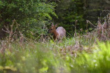 Fontainebleau ormanında dişi geyik.