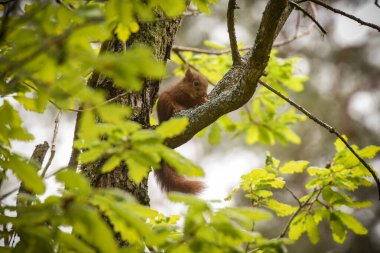 Fontainebleau ormanındaki ağaçta bir sincap