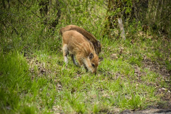 Wildschweine Wald Von Fontainebleau — Stockfoto