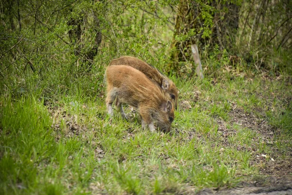 Wildschweine Wald Von Fontainebleau — Stockfoto