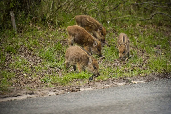 Wildschweine Wald Von Fontainebleau — Stockfoto