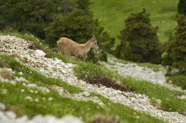 Bir Fransız doğa parkında dağ keçisi.