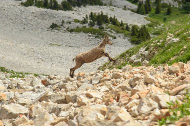 Bir Fransız doğa parkında dağ keçisi.