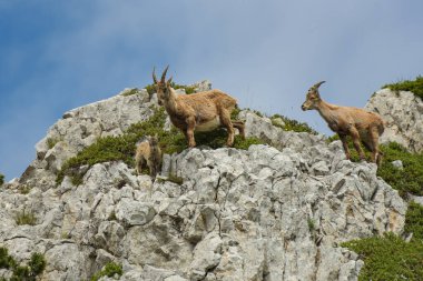 Fransız doğa parkında bir dağ keçisi ailesi.
