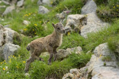 Genç dağ keçisi bir Fransız doğa parkında