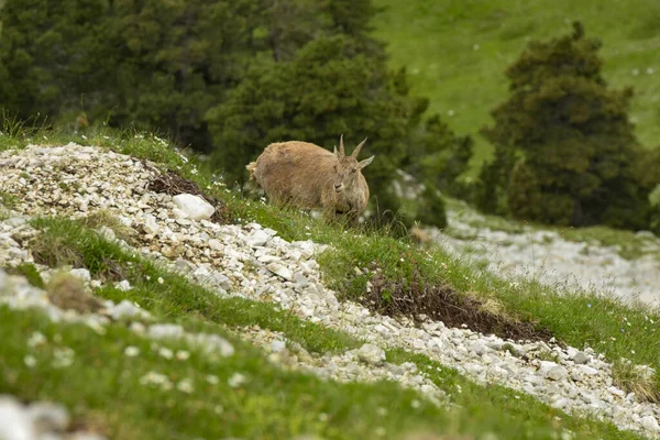 フランスの自然公園のIbex — ストック写真