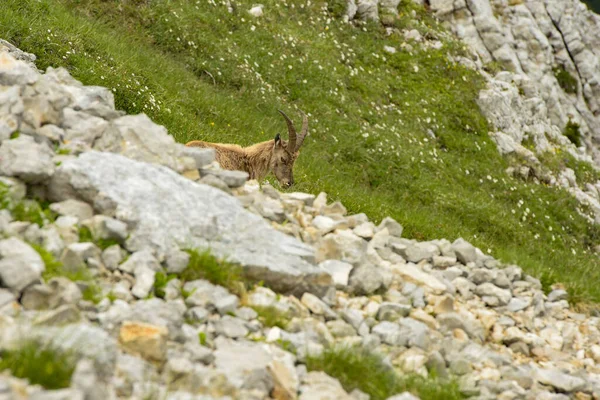 Ibex French Nature Park — Stock Photo, Image