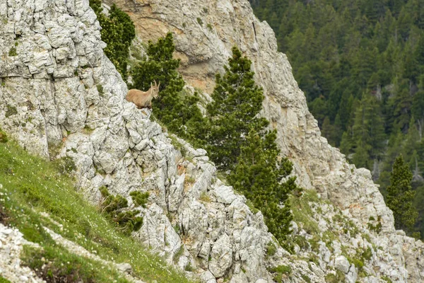 Ibex French Nature Park — Stock Photo, Image