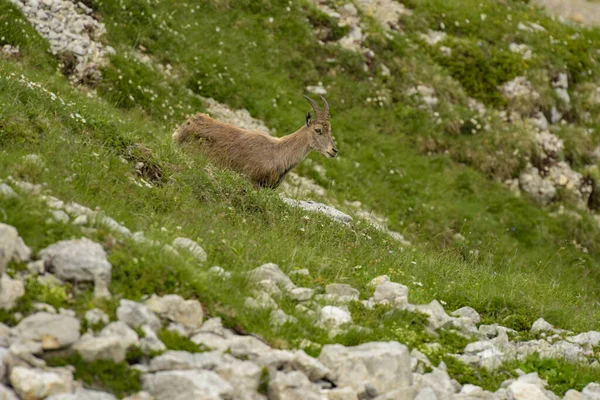 Ibex Francuskim Parku Przyrody — Zdjęcie stockowe