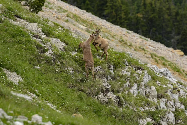 Ibex Boj Francouzském Přírodním Parku — Stock fotografie