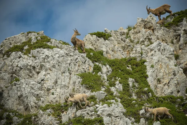 Steinbockfamilie Einem Französischen Naturpark — Stockfoto