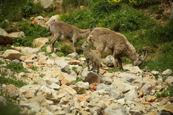 Steinbockfamilie Einem Französischen Naturpark — Stockfoto