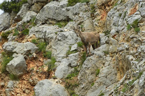 Steinbockfamilie Einem Französischen Naturpark — Stockfoto