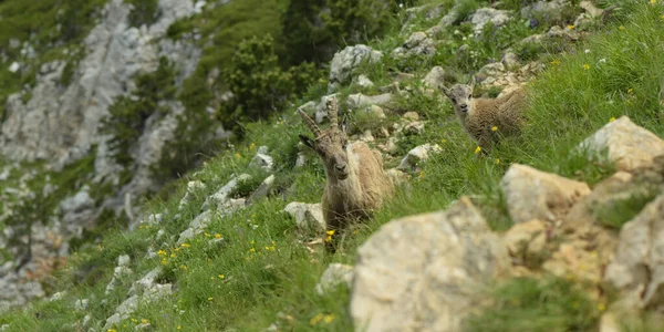 Família Ibex Parque Natural Francês — Fotografia de Stock