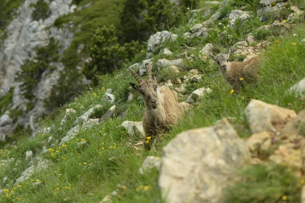 Ibex Family French Nature Park — Stock Photo, Image
