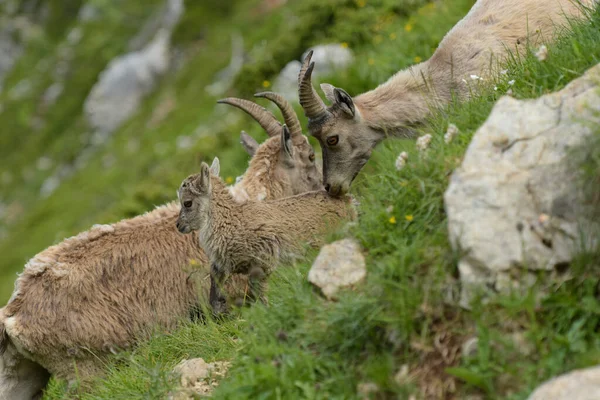 Famiglia Stambecchi Nelle Montagne Francesi Verri Isere — Foto Stock