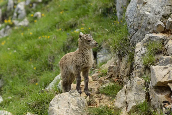 Młody Ibex Francuskich Górach Vercors Isere — Zdjęcie stockowe