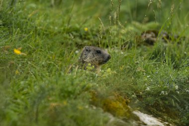 Vercors Dağları 'ndaki dağ sıçanı