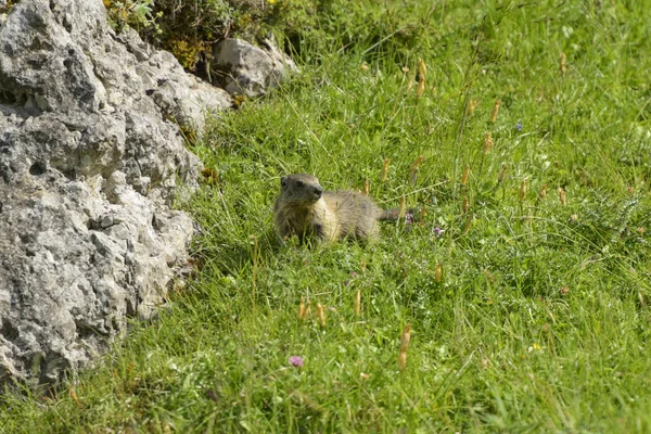 Marmotta Nelle Montagne Verri Isere — Foto Stock