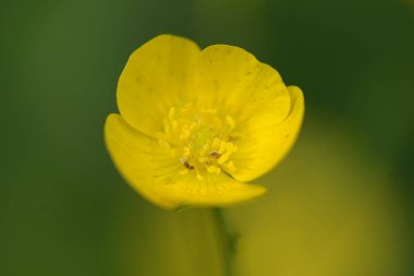 Vercors 'taki Fransız dağında sürünen sarı düğün çiçeği makrografisi.