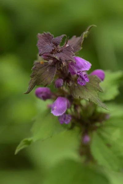 Macrofotografia Deadnettle Roxo Montanha Francesa Nos Vercors — Fotografia de Stock