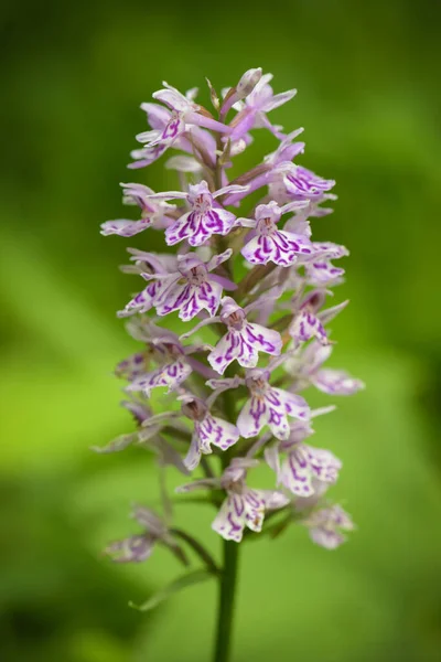 Macrophotography Spotted Orchis French Mountain Vercors — Stock Photo, Image