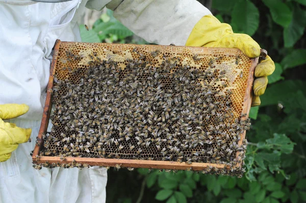 養蜂家 — ストック写真