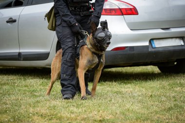 Müdahale sırasında koruyucu maske ve kamera ile donatılmış bir polis köpeğinin görüntüsü