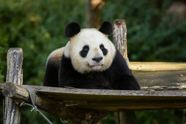 Parktaki genç pandaya bakın.