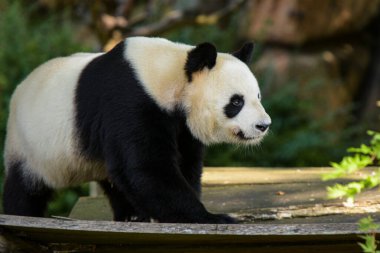 Parktaki genç pandaya bakın.