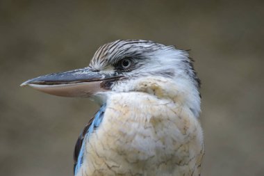 Doğadaki mavi kanatlı bir balıkçıya bakın.