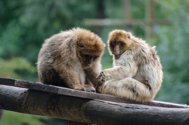 Doğadaki bir parkta bir berber maymun manzarası
